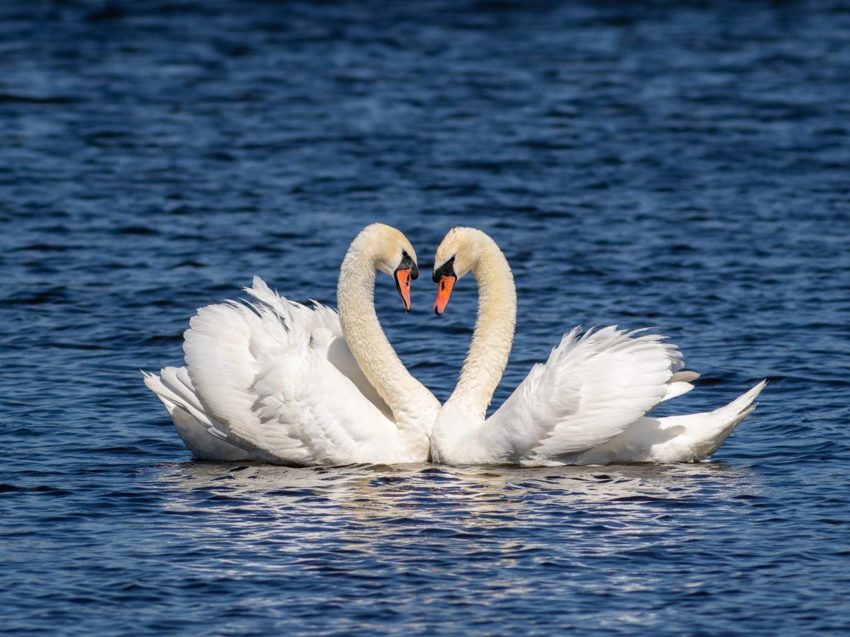 We want your love (and hate) letters to Orlando