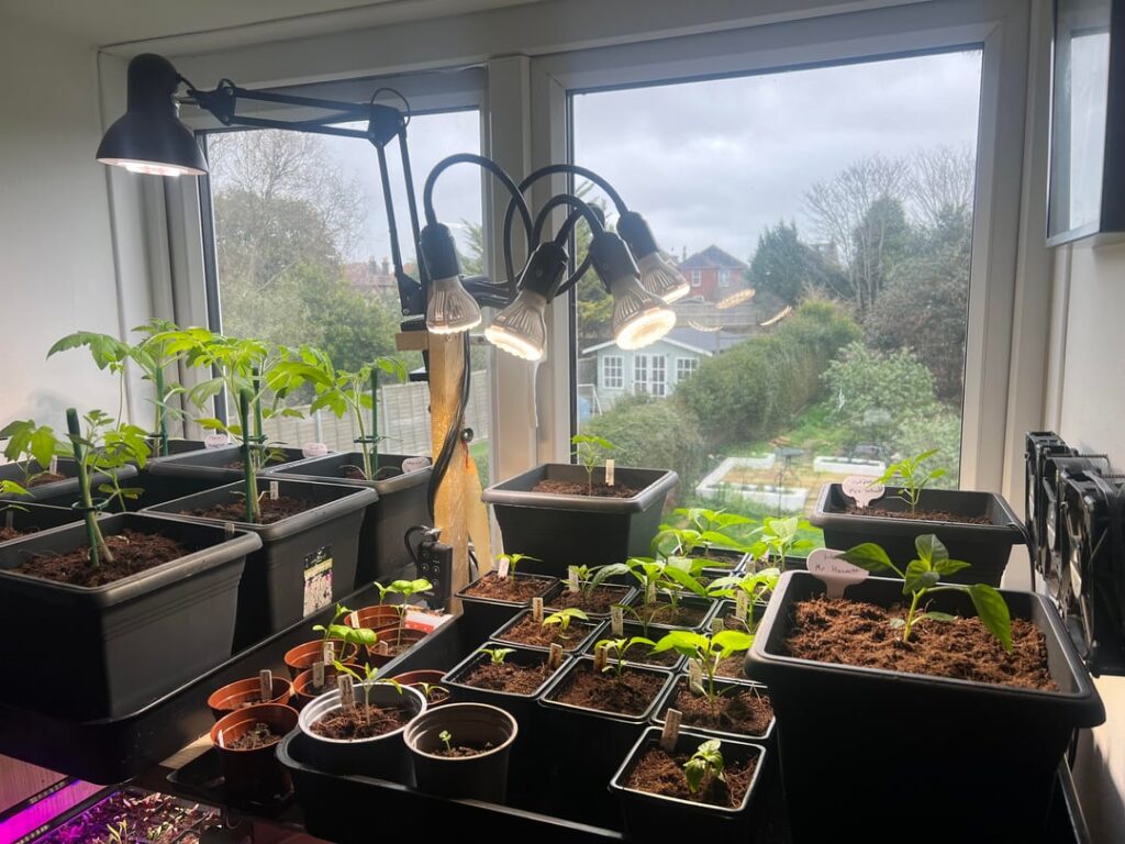 Week 6 peppers and toms