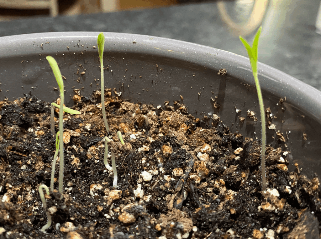 Advice on vivipary tomato seeds Advice on vivipary tomato seeds