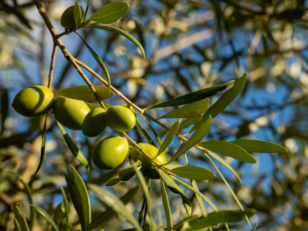 Startup, Ager Oliva: regeneration of abandoned olive groves in Tuscany Materia Rinnovabile