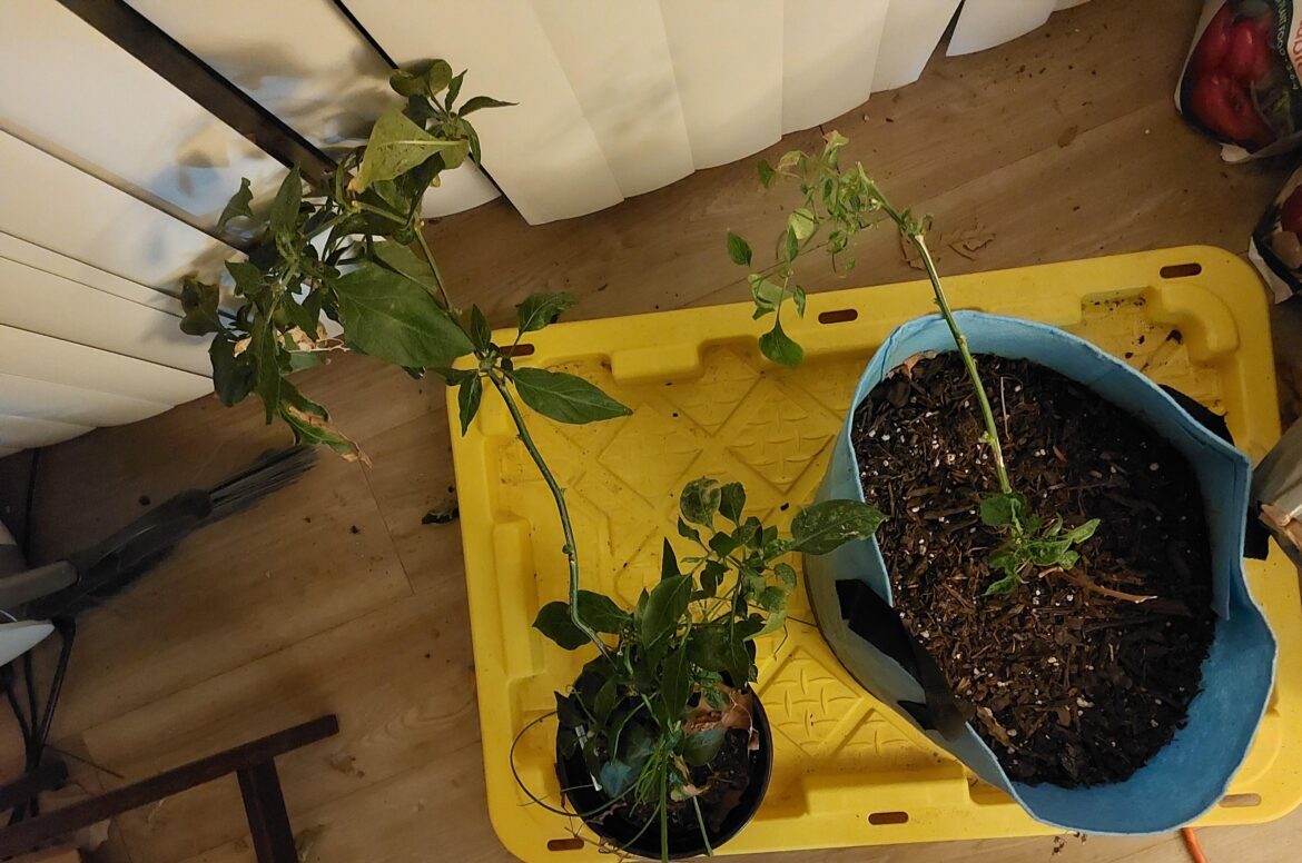 Cayenne and serano plants need a trim?