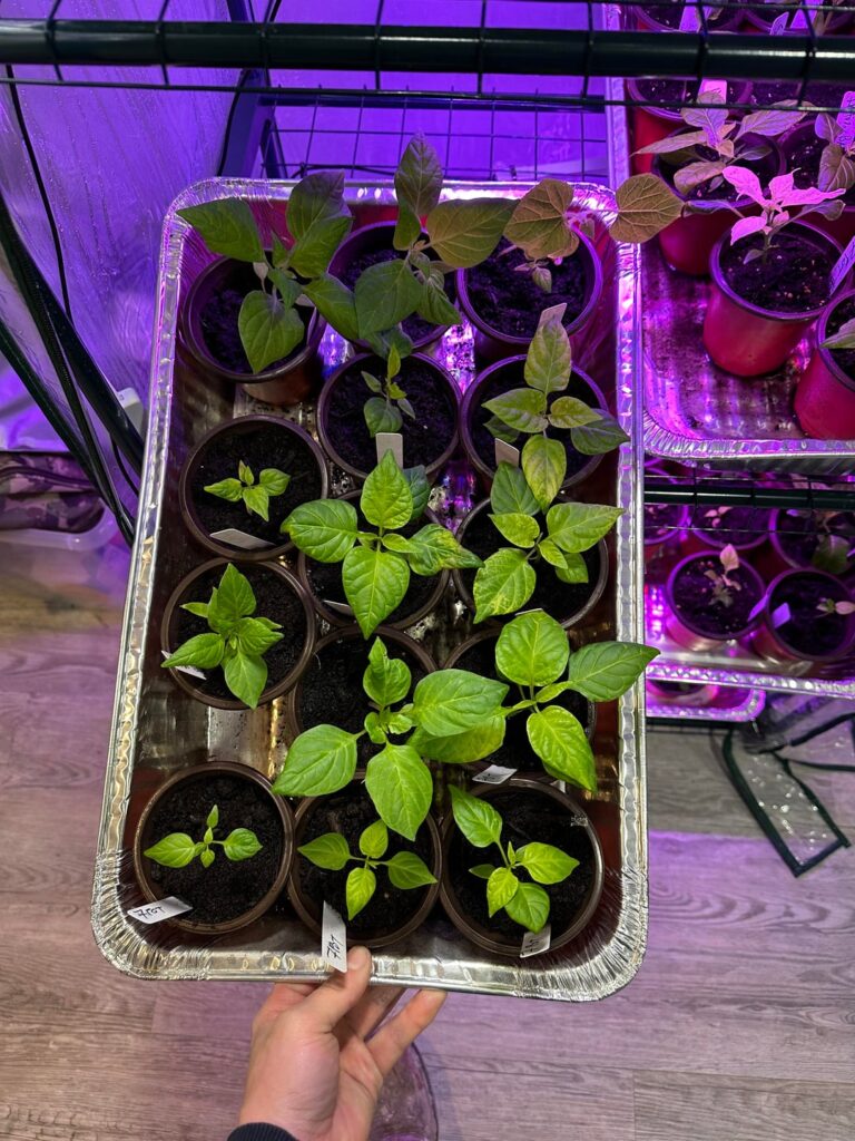 Time to plant some more