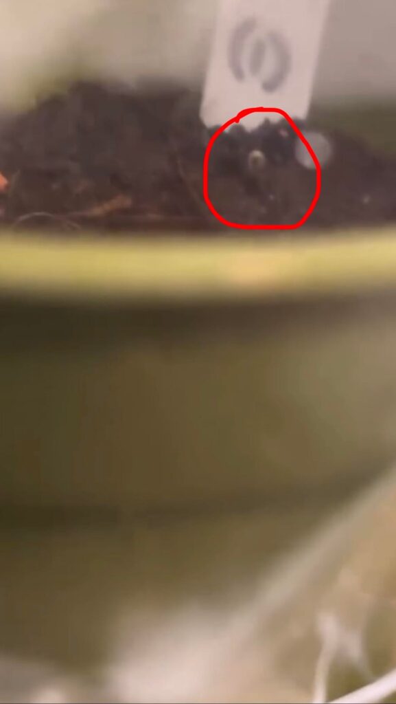 I may be getting way too excited about this, but the first tomato seedlings have sprouted!