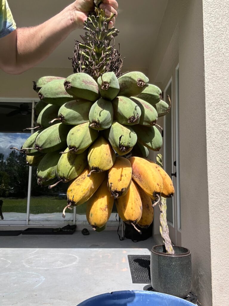 Bananas