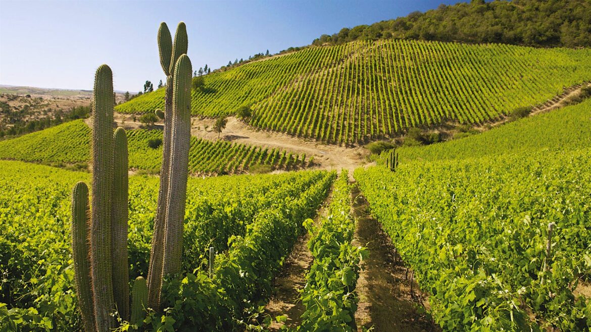 8 Exciting Chilean Wines at 90+ Points