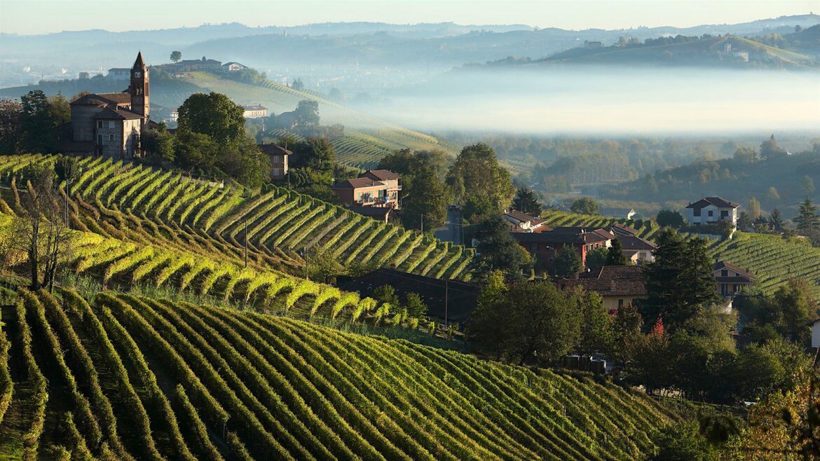 8 Piedmont Red Wine Values Up to 92 Points