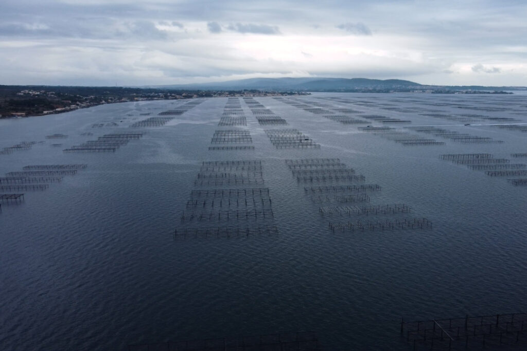 Cultivo de ostras en Francia