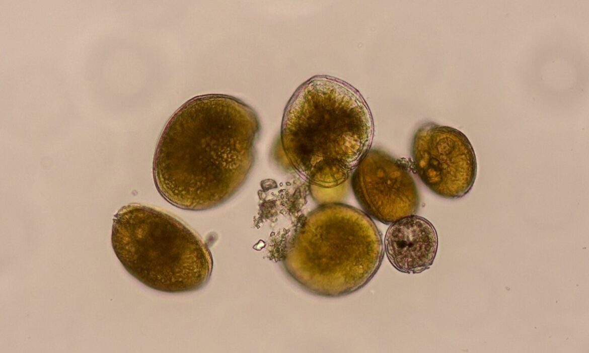 Tropical microalgae is linked to food poisoning for the first time