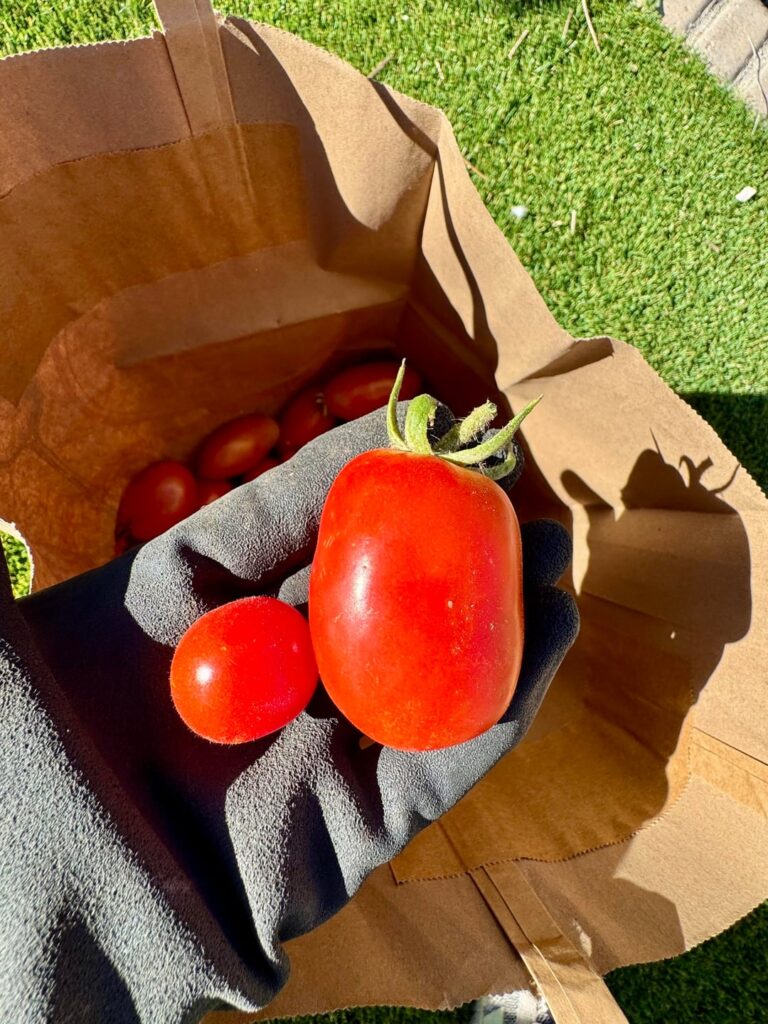 First tomato harvest