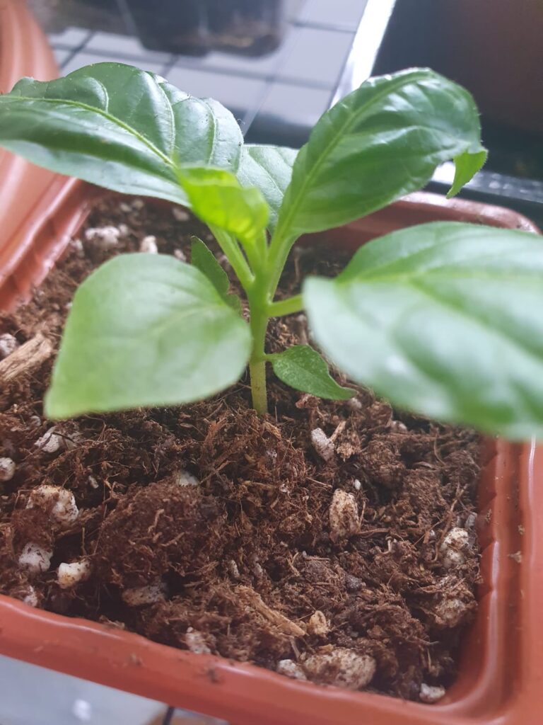 My pepper looks kinda sad and I don t know what to do.