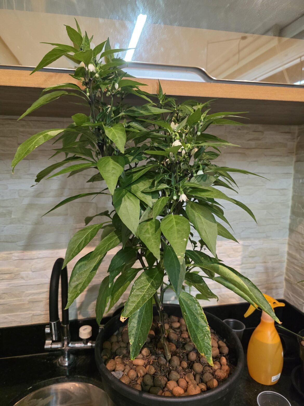 How can I make her produce?