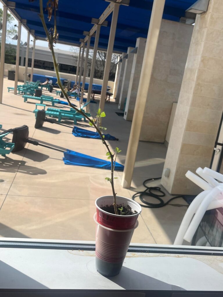 A year and a handful of soil