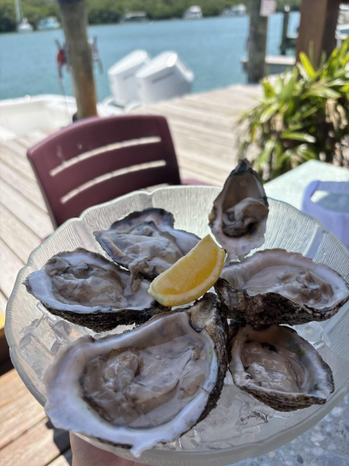 Fresh oysters - Key Largo