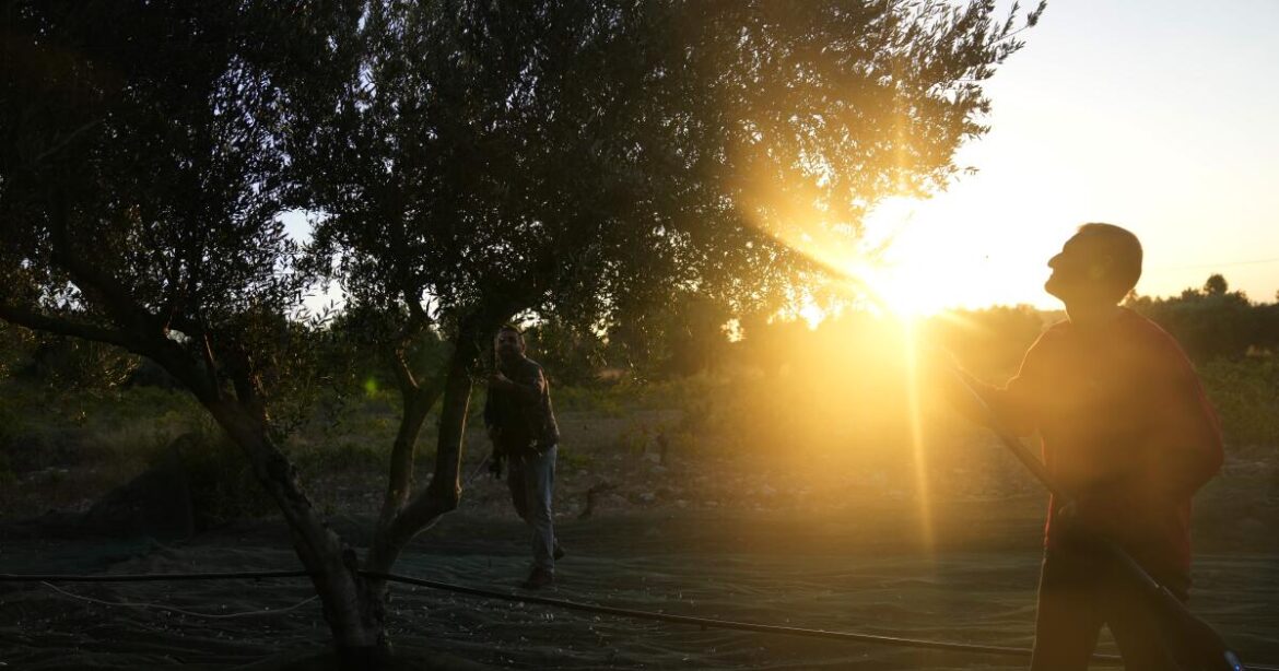 As olive oil price soars, thieves target Mediterranean trees