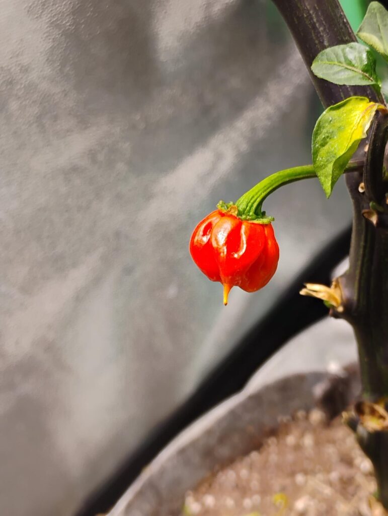 Any Idea? Was supposed to be Carolina Reaper
