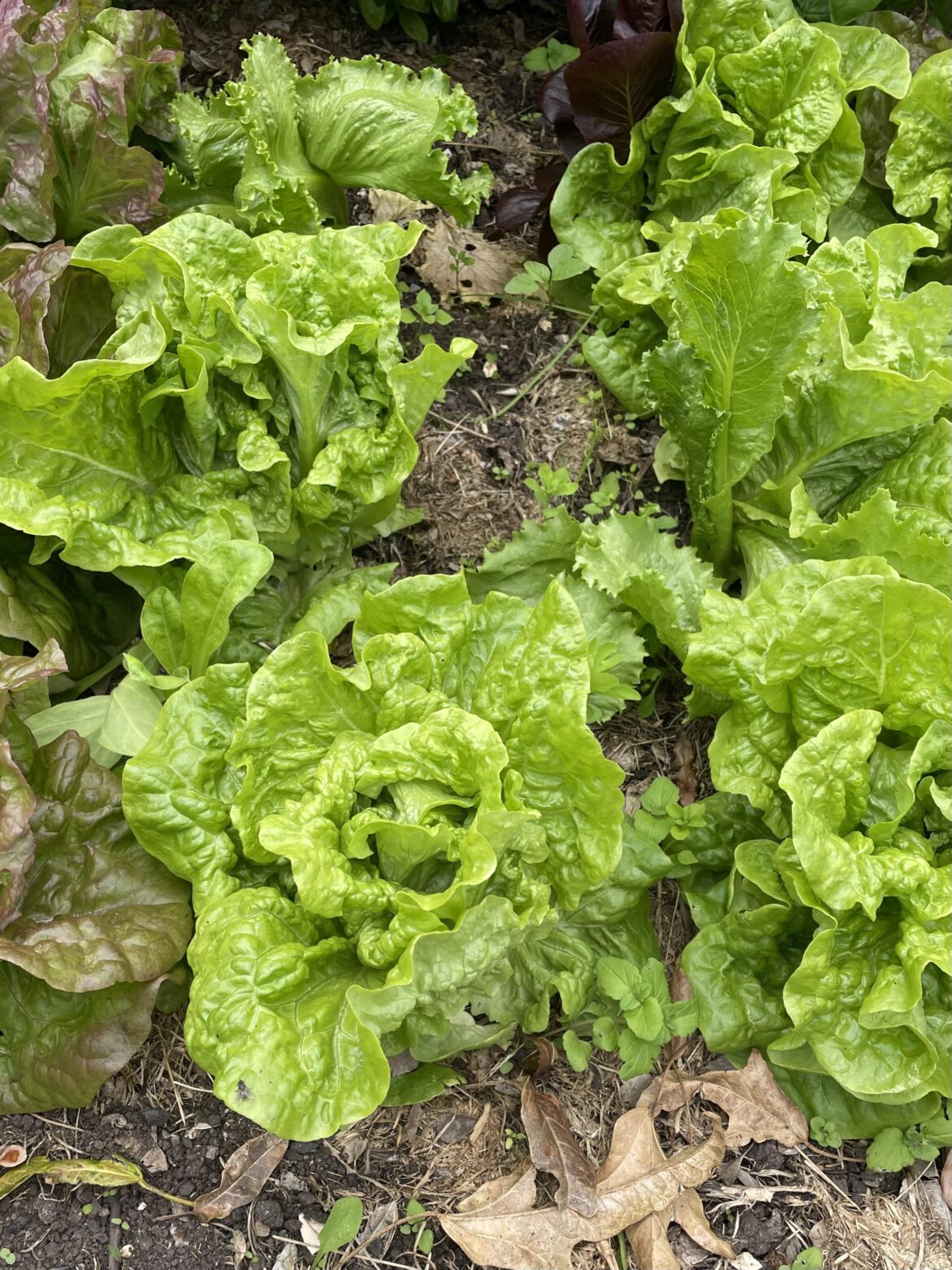 Our lettuces are looking yummy. What kinds of salads and dishes do you enjoy preparing with yours?