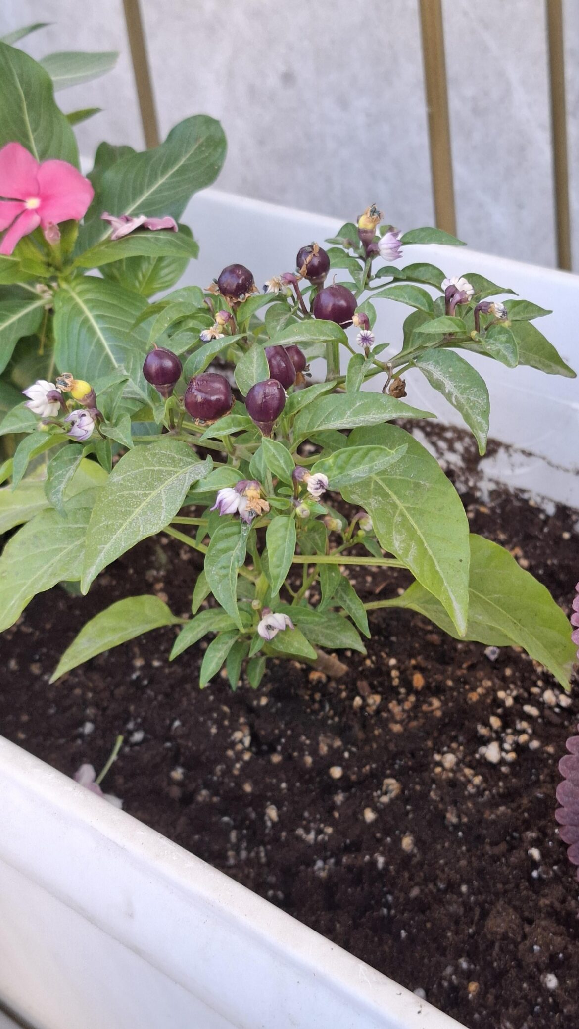 What is this variety?