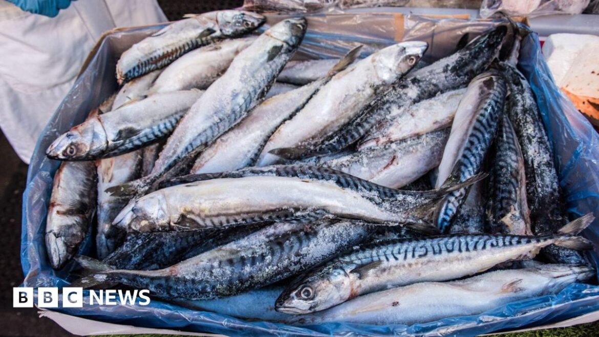 Waitrose to suspend mackerel sales due to overfishing concerns