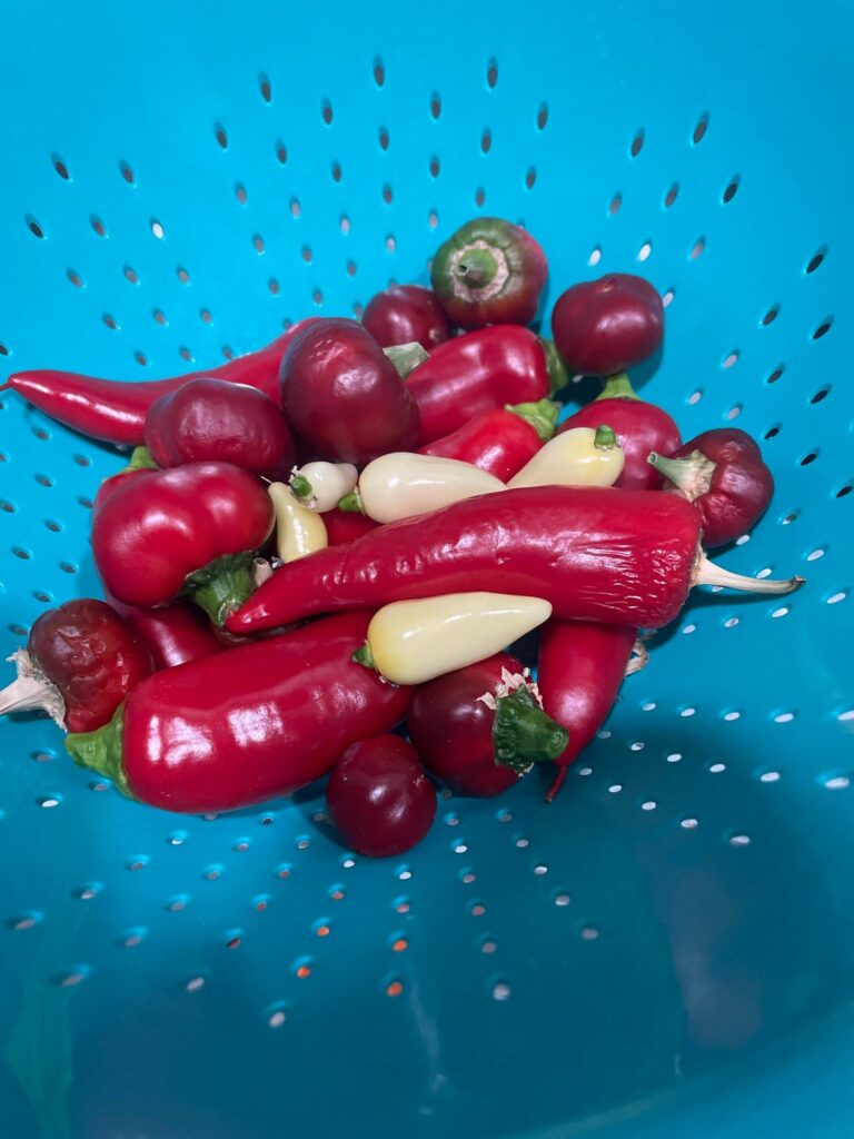 Homemade banana cherry coyote tooth sauce