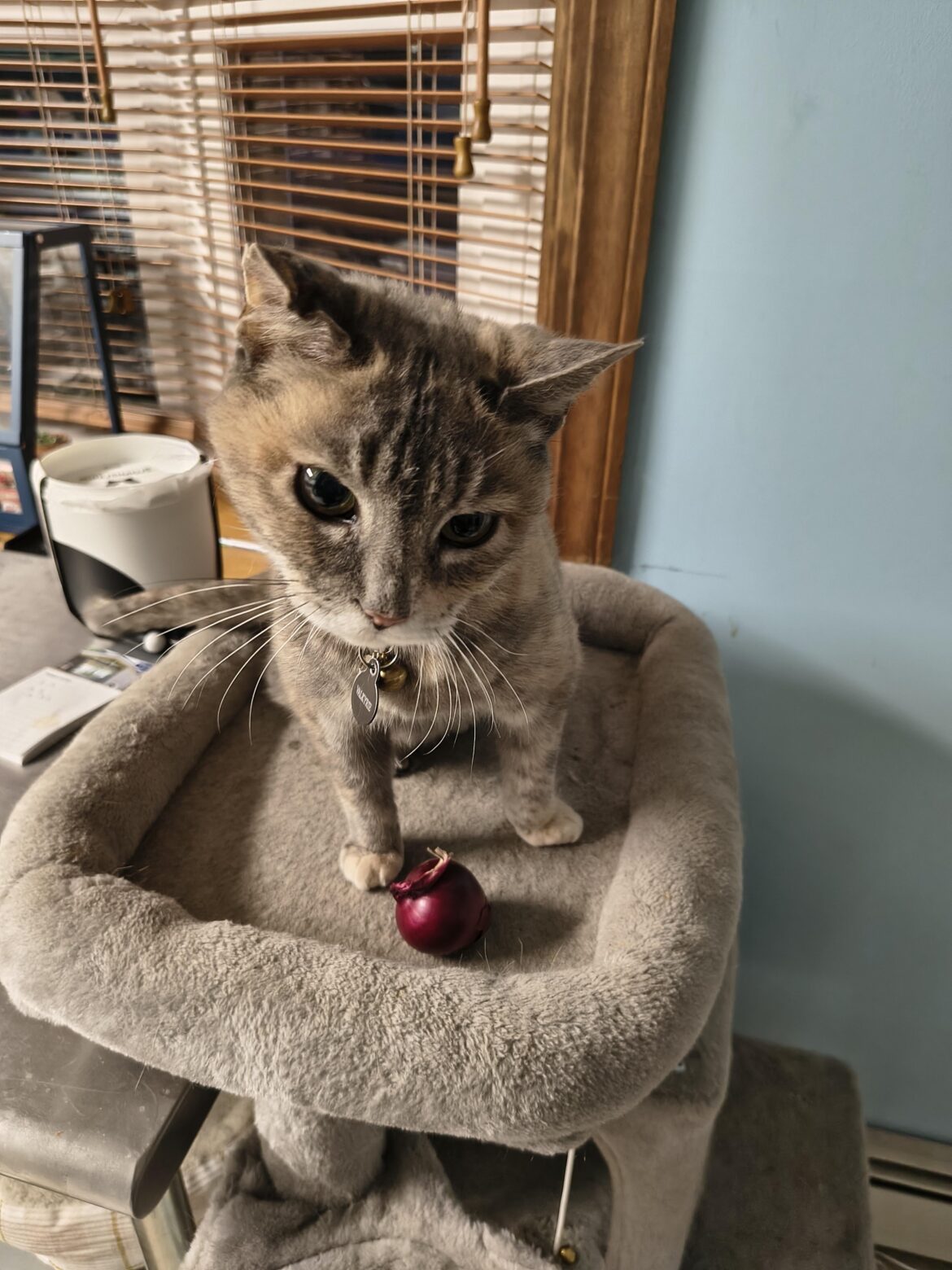 Onion size (Cat for Scale)