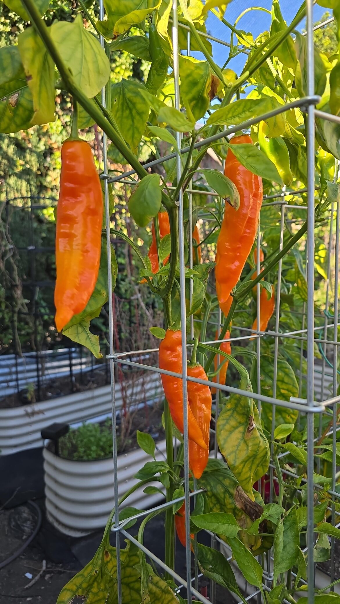 Pepper Joe's strikes again!