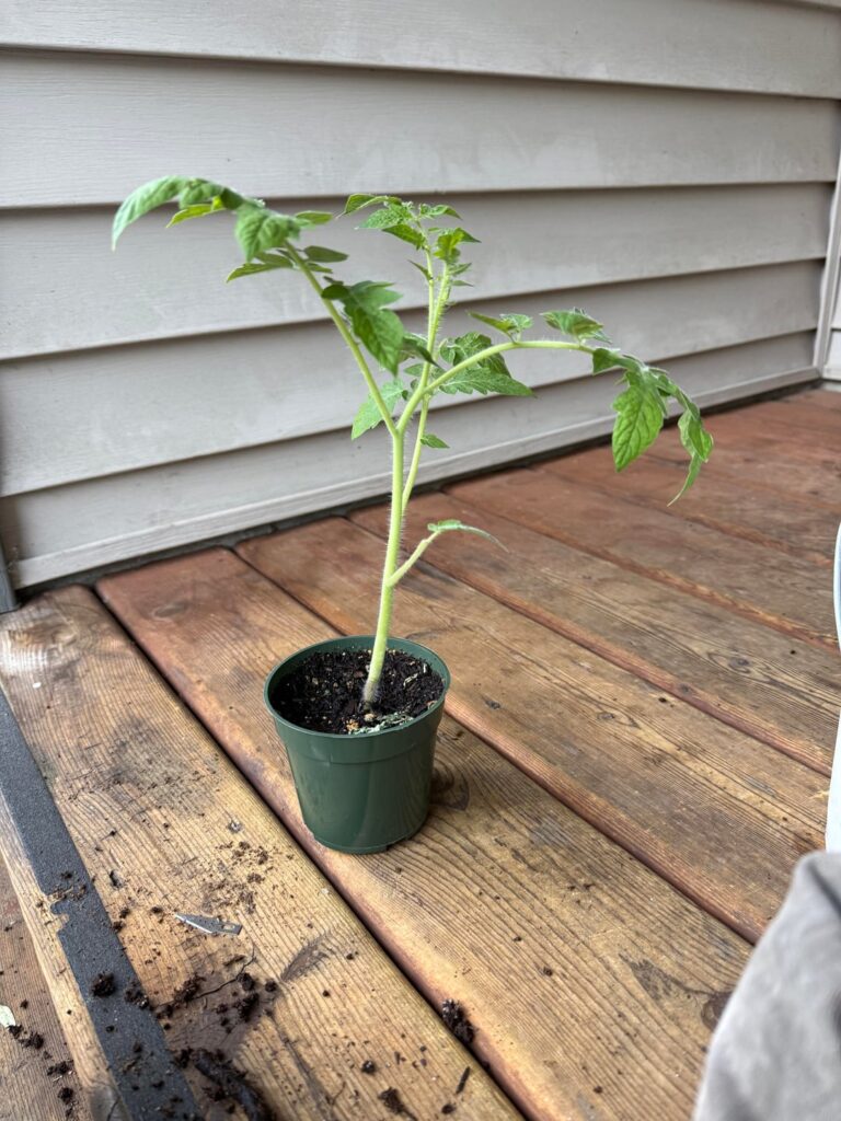 Repotted…. Again Repotted…. Again