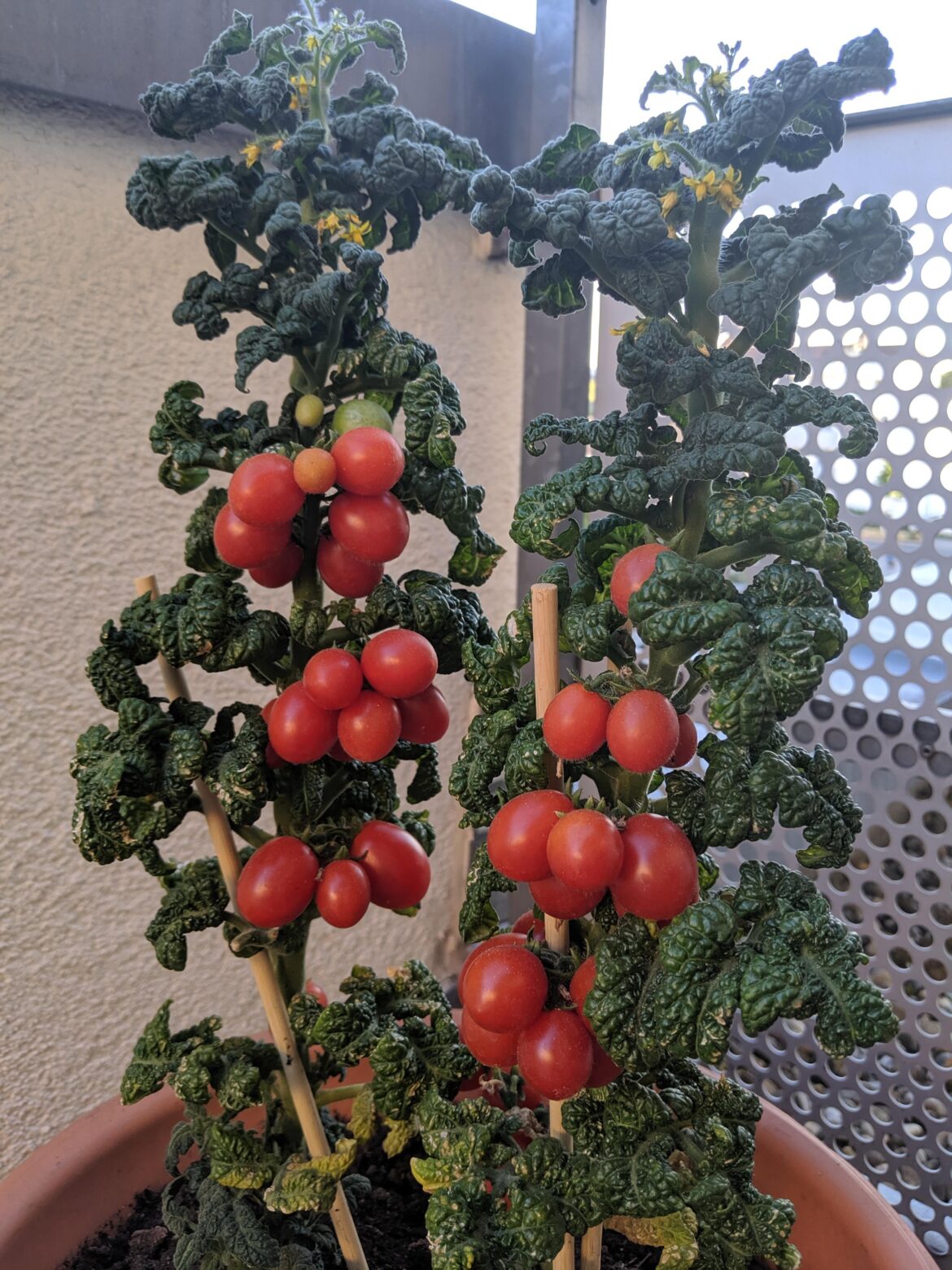 What kind of tomatoes are these?