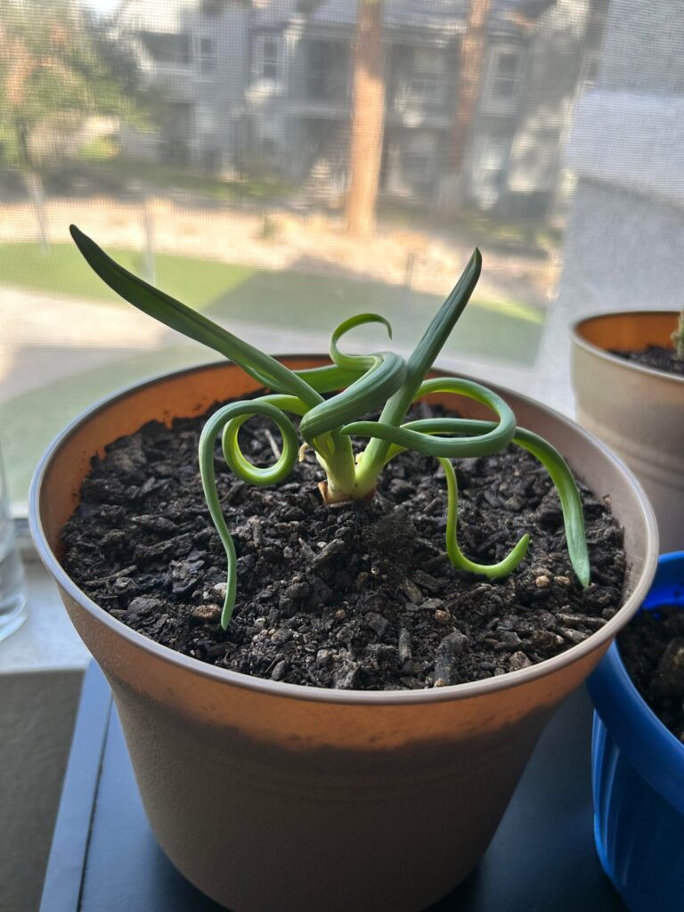 Is my onion plant cursed m Is my onion plant cursed m