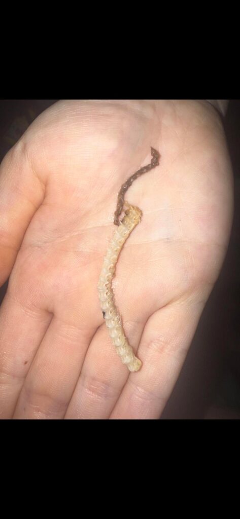 Huge Segment of Sardine Spine