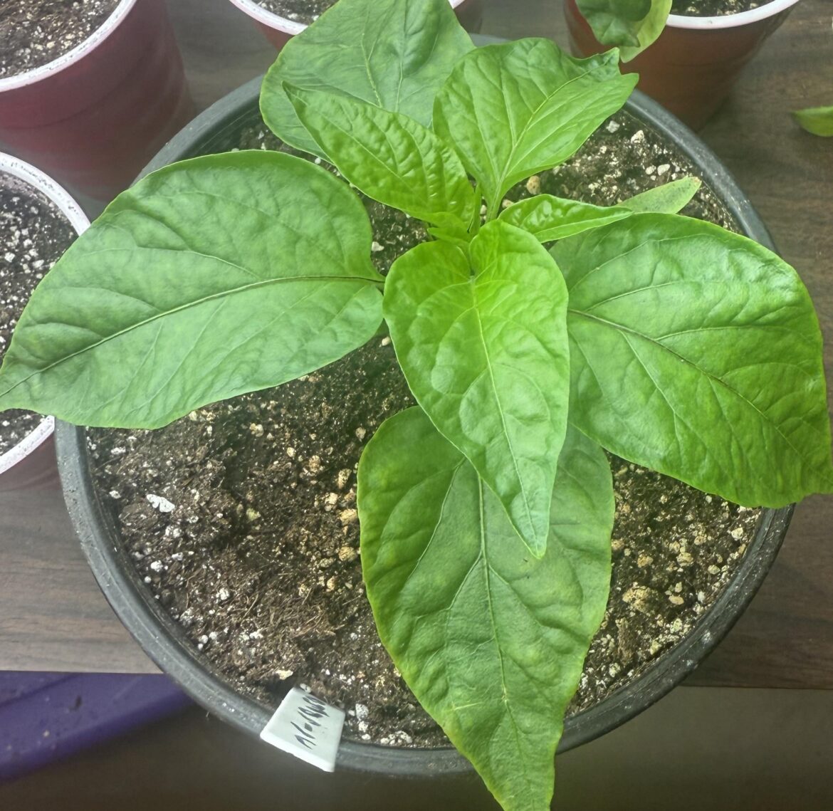 Indoor lighting schedule