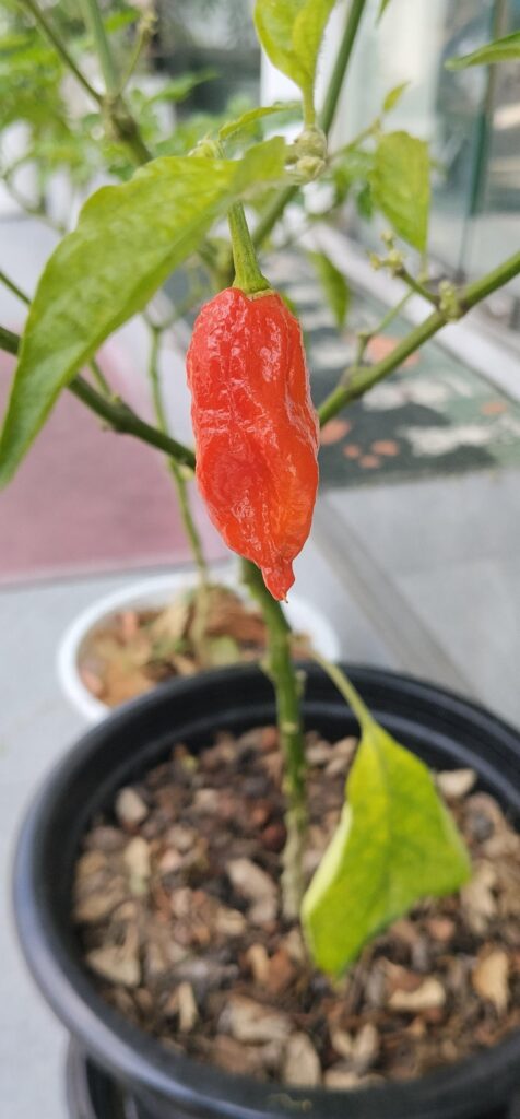 Can anyone identify this chili