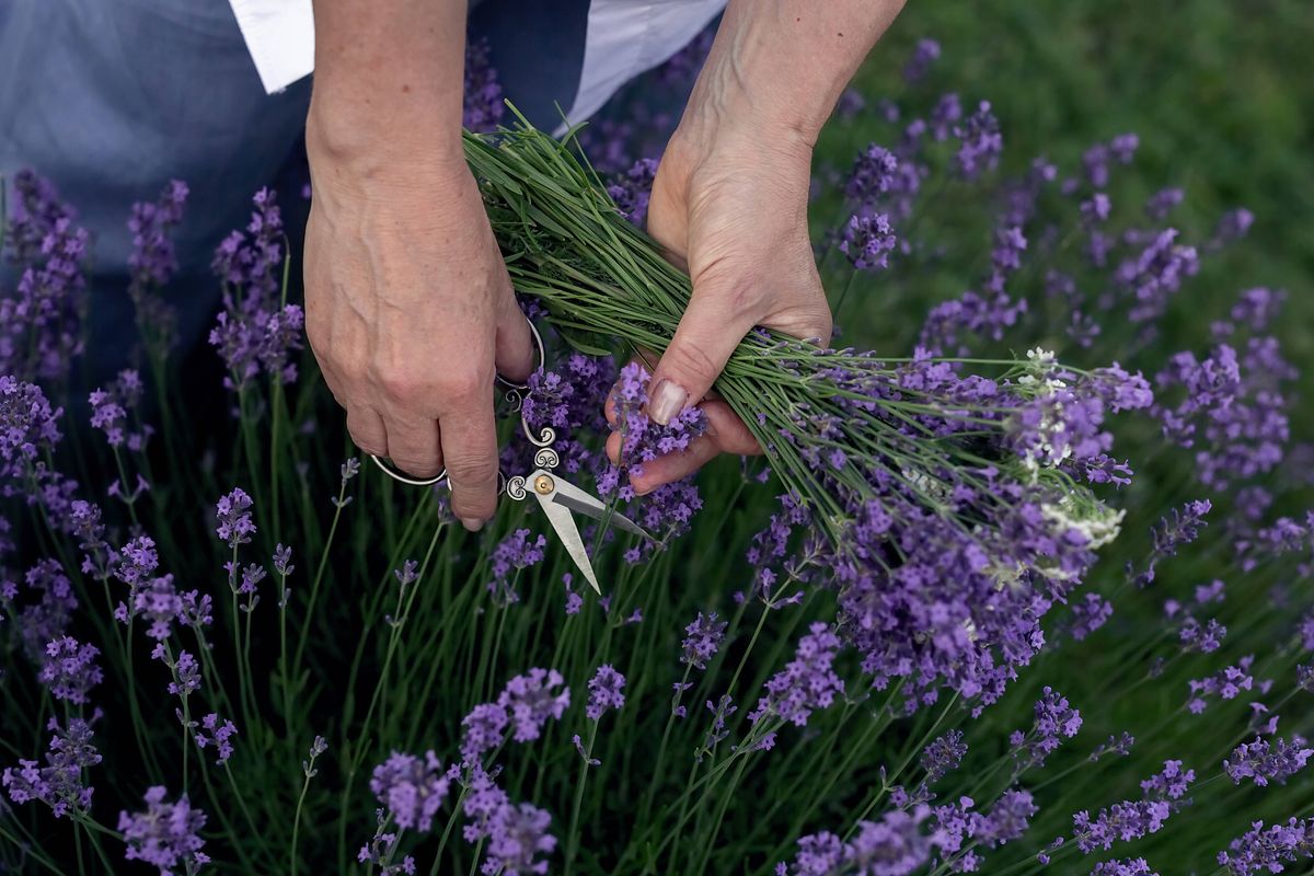 Vintage-tone close-up of a hand cutting lavender. Manual cleaning of a blooming flower