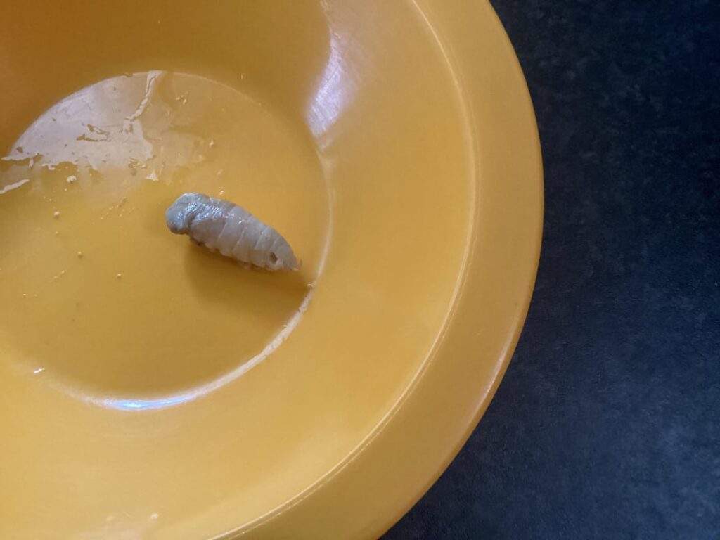 Tongue Eating louse surprise