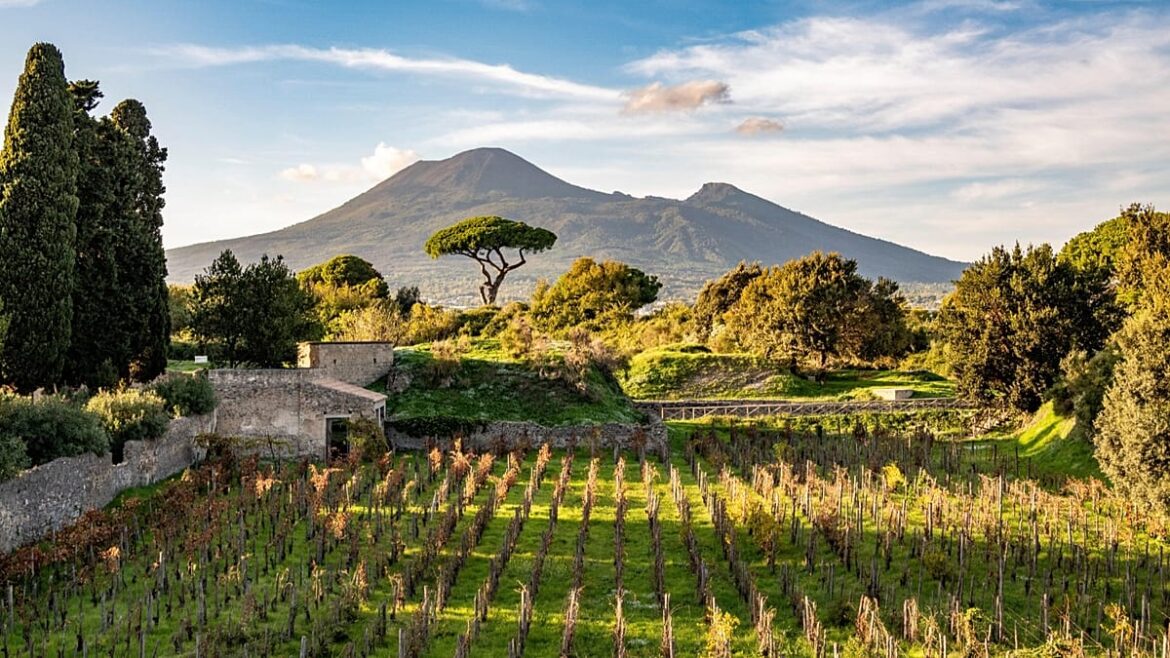 From the old to the new: Pompeii project revives ancient wine making tradition