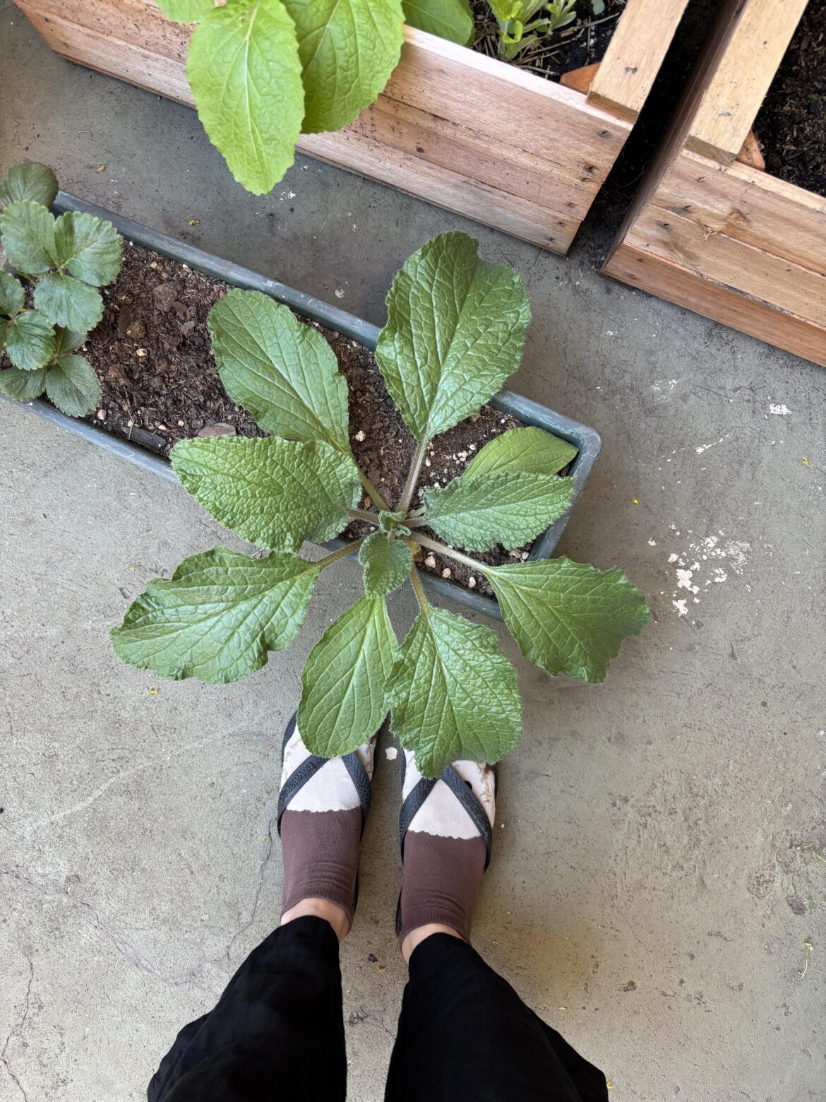 Does anyone have any idea what this plant might be?