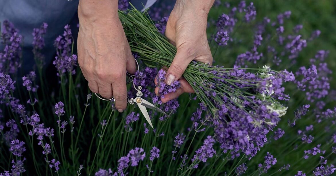 Lavender will flourish before your eyes if you sprinkle natural ingredient in soil