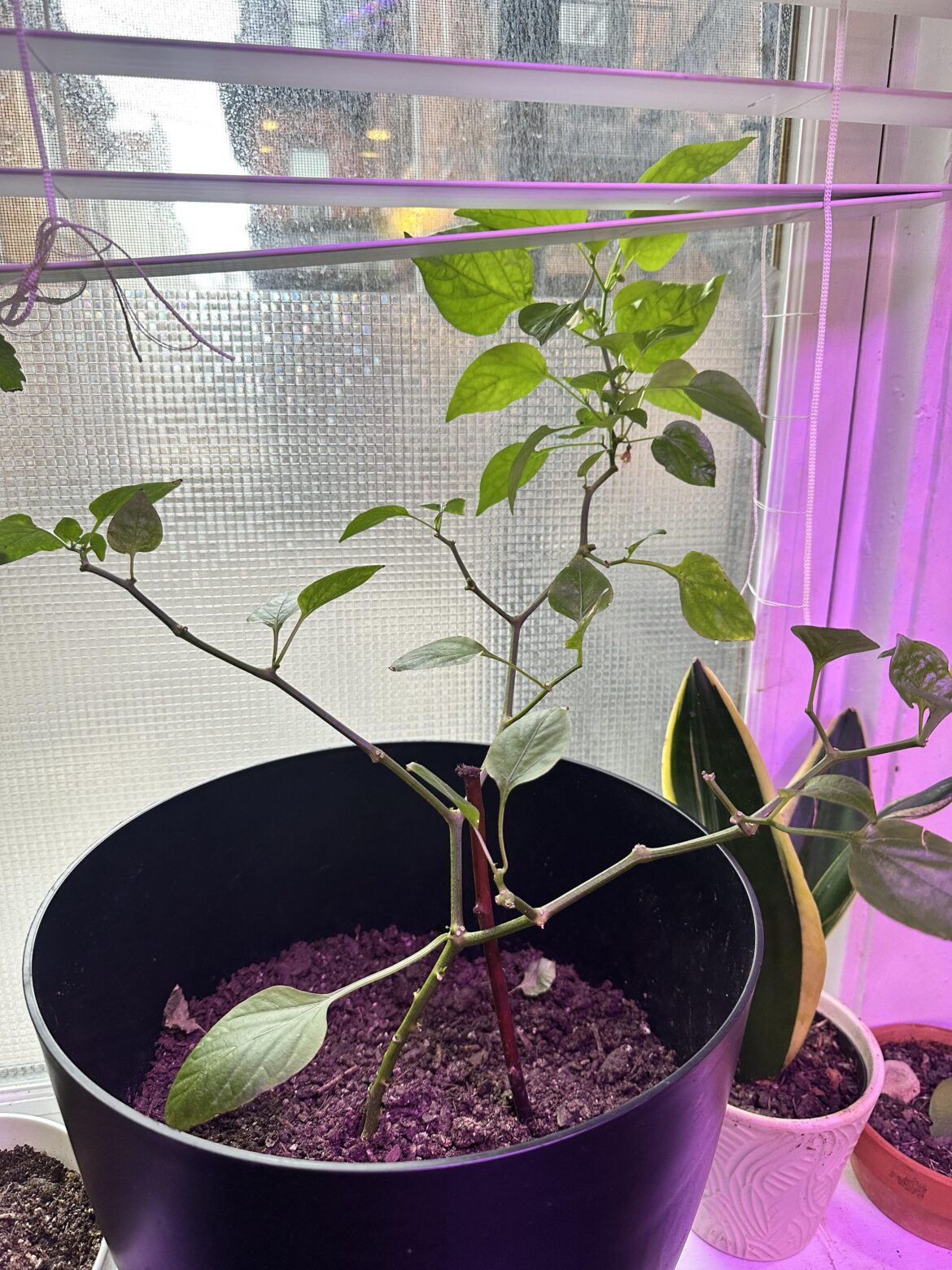Is it too late to prune my pepper plant?