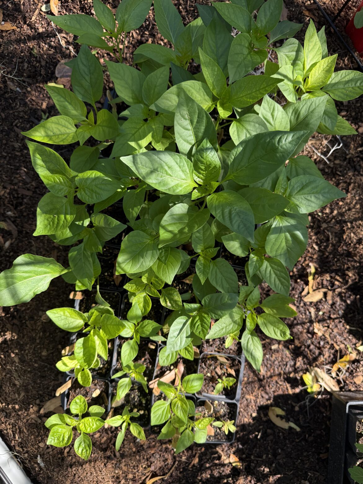 The beginning of pepper madness is near The beginning of pepper madness is near