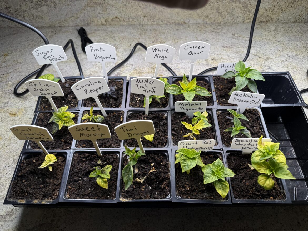 Why are my seedlings so yellow?