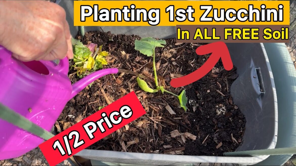 TIPS Zucchini Planted in Vegetable Garden, Homemade Compost FREE Soil Raised Bed Container Gardening TIPS Zucchini Planted in Vegetable Garden, Homemade Compost FREE Soil Raised Bed Container Gardening