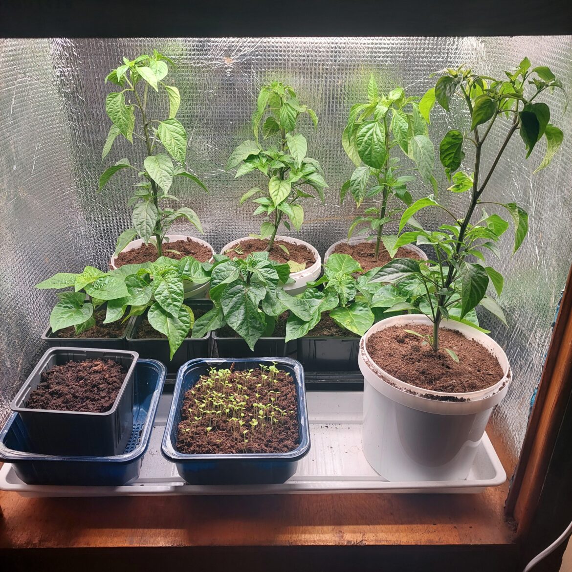 Thoughts? Planted them Feb 1