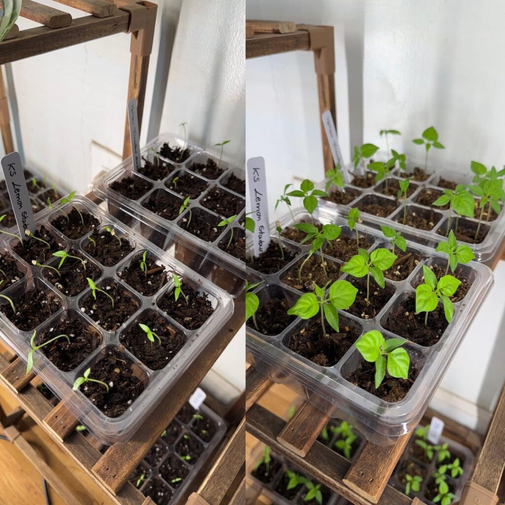 17 days difference in seedlings