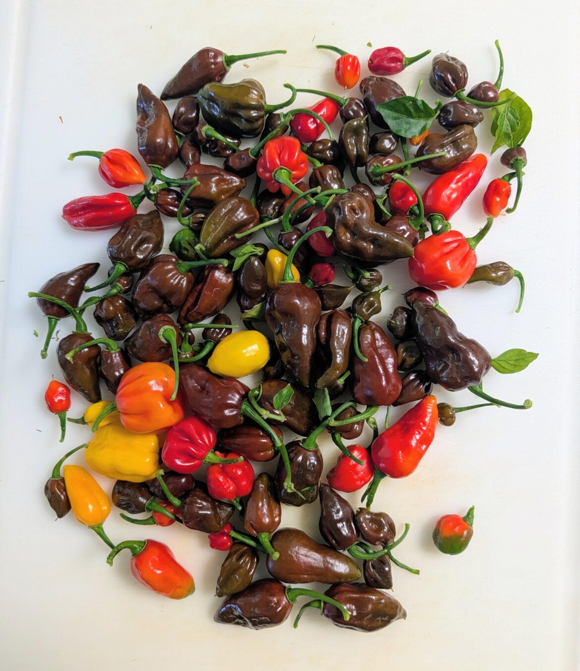 Today's harvest 99%GhostBirds