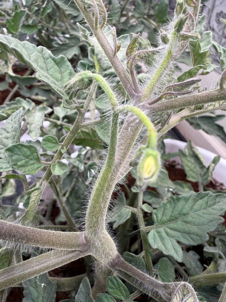 I have flowers! Heirloom Cherry