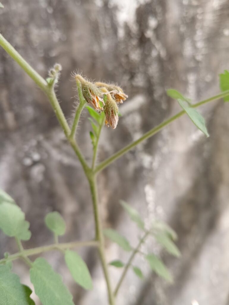 Can anyone tell if these flowers have been pollinated?