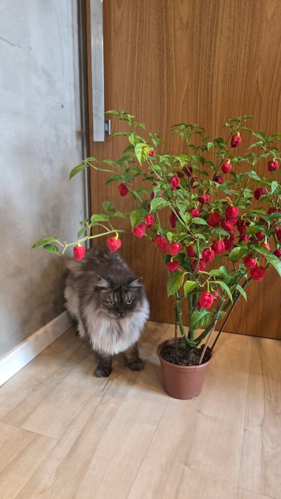 🚑 Habanero in tiny pot, help me save it