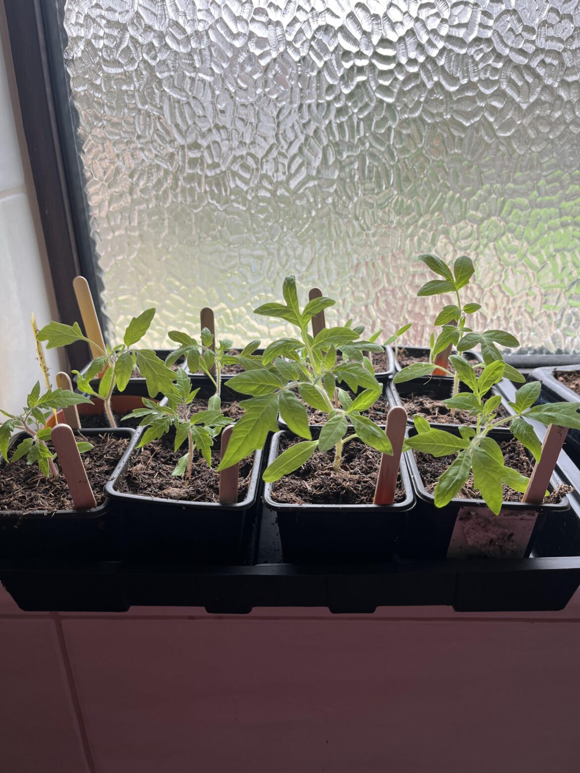 Taking advantage of one of the only sunny spots in the house for my tomato seedlings here in the UK (yes, they’re in the bathroom) 🌱 🍅