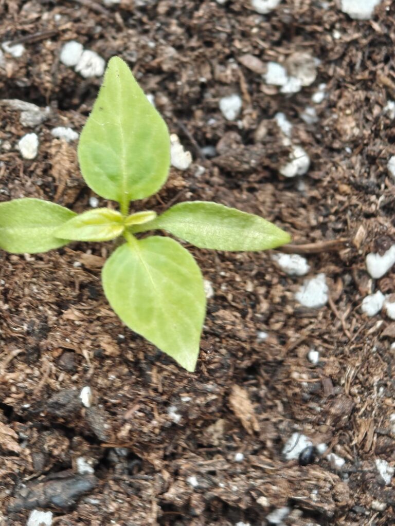 what's happening to my seedlings