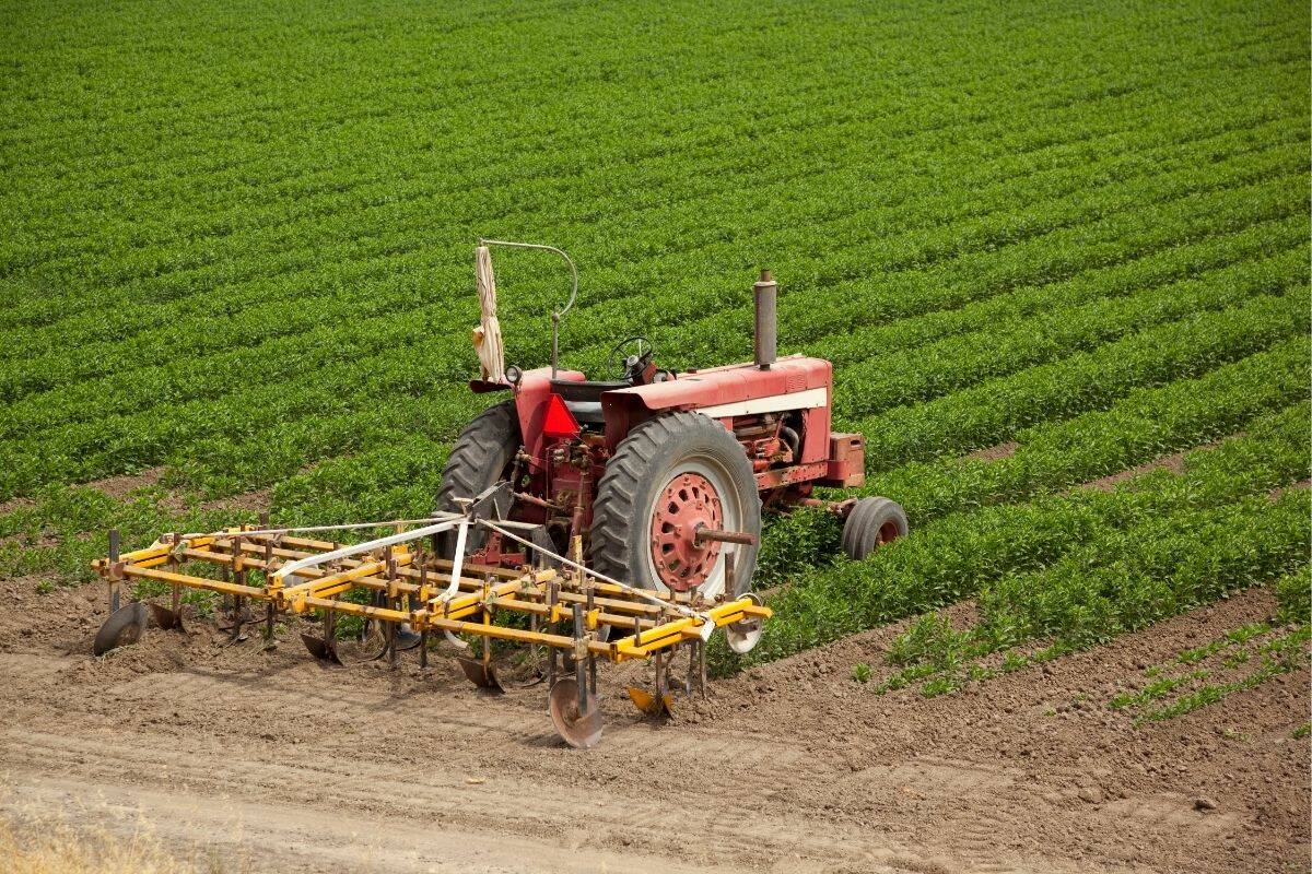 An older tractor pulling a small cultivator sits parked at the side of a lush green crop.