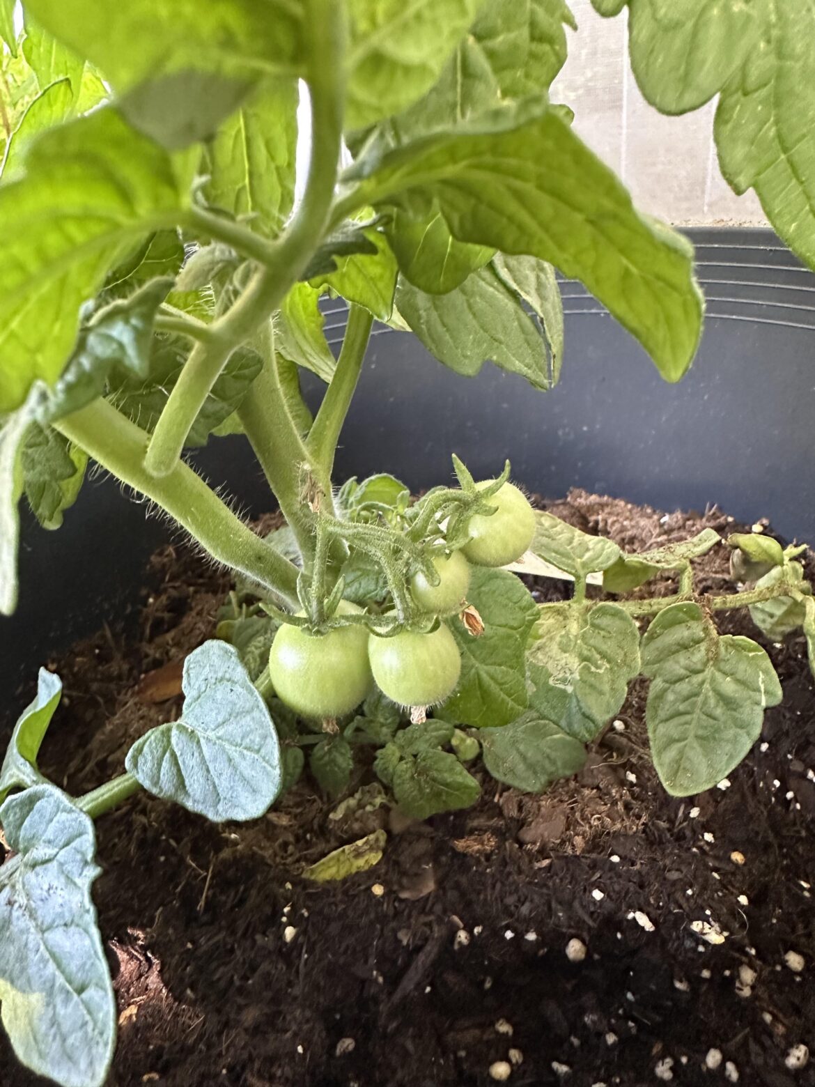 I didn’t expect such a young plant to already be fruiting, last time it took months